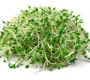 AUS ALFALFA SPROUT – 125G