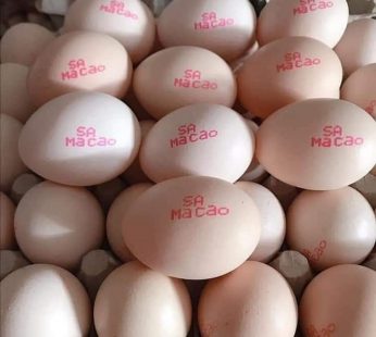 SA MACAO EGG – A SIZE