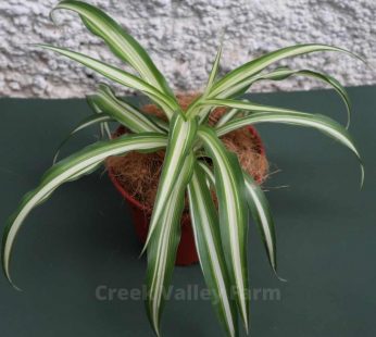 LIVE – SPIDER PLANT