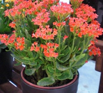 LIVE – KALANCHOE M