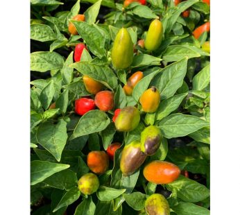 LIVE – INDO CHILLI