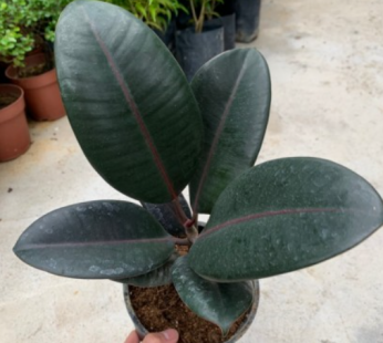 LIVE – FICUS ELASTICA