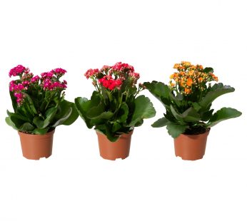 LIVE – KALANCHOE S