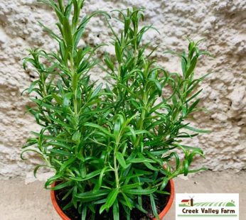 LIVE – ROSEMARY