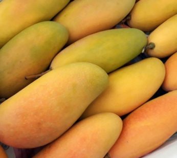 MANGO RAINBOW