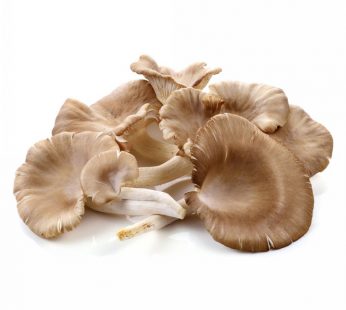 ZX ORGANIC GREY OYSTER MUSHROOM