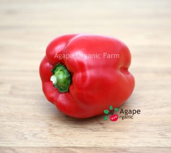 AG ORGANIC CAPSICUM (RED)