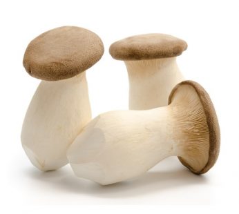 SL KING OYSTER MUSHROOM