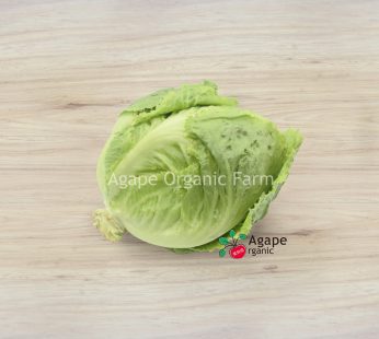 AG ORGANIC HEAD LETTUCE