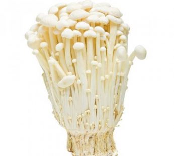 ENOKI MUSHROOM