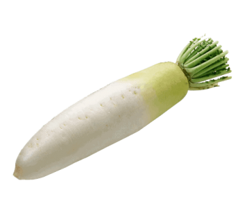 WHITE RADISH