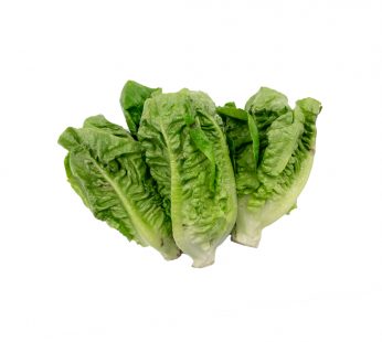 CF BIO-DYNAMIC MINI COS LETTUCE