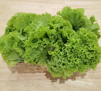 CF BIO-DYNAMIC LETTUCE