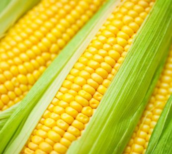 CF BIO-DYNAMIC GOLDEN SWEET CORN