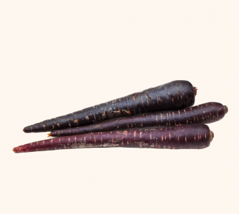 AUSTRALIA PURPLE CARROT